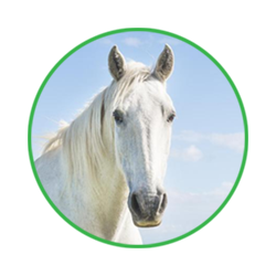 horse management software